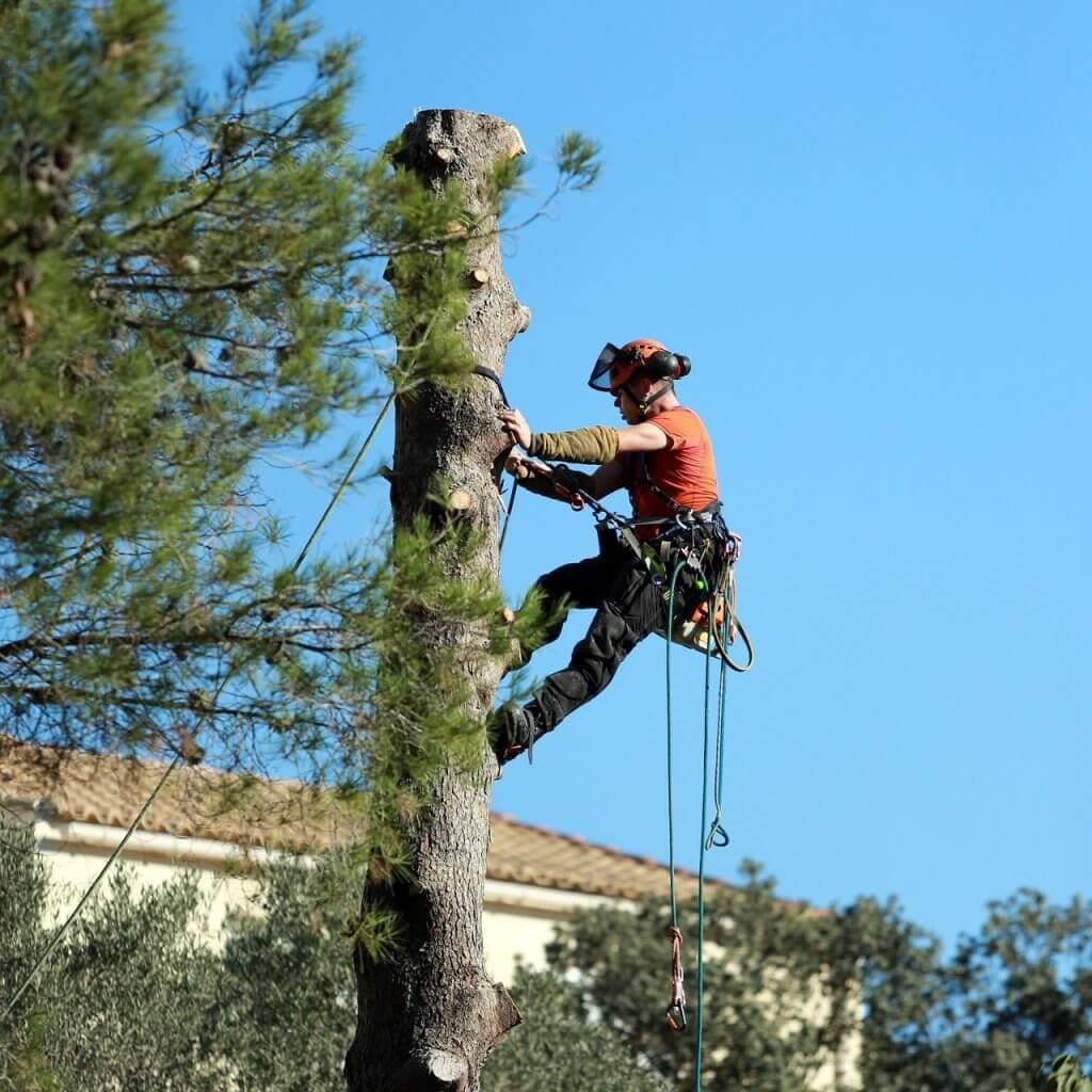 Élagage des arbres