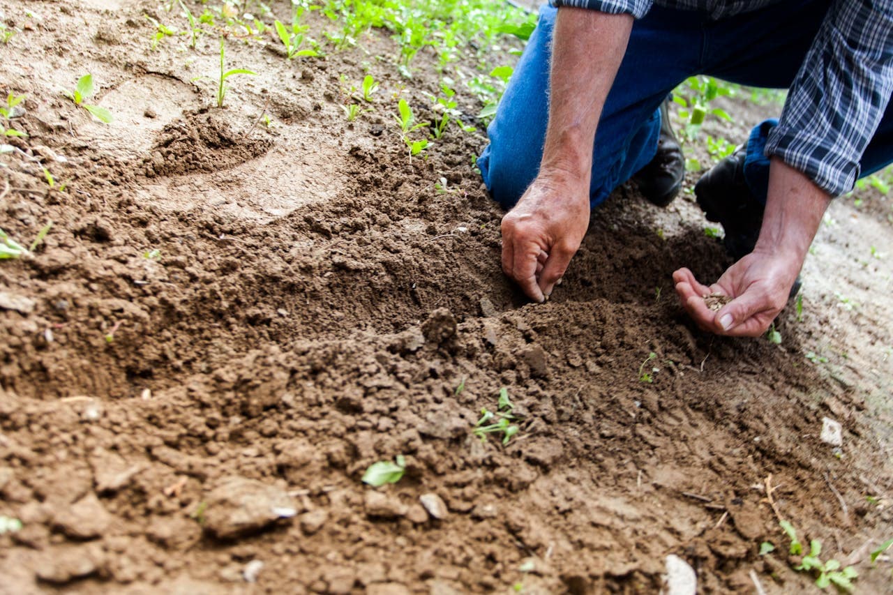 Création et entretien de potager