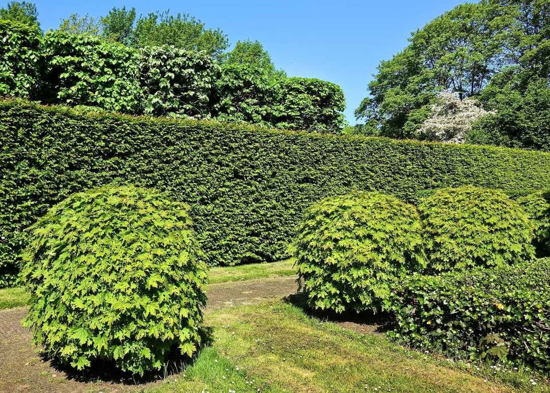Massif fleuri en ville à Schaerbeek