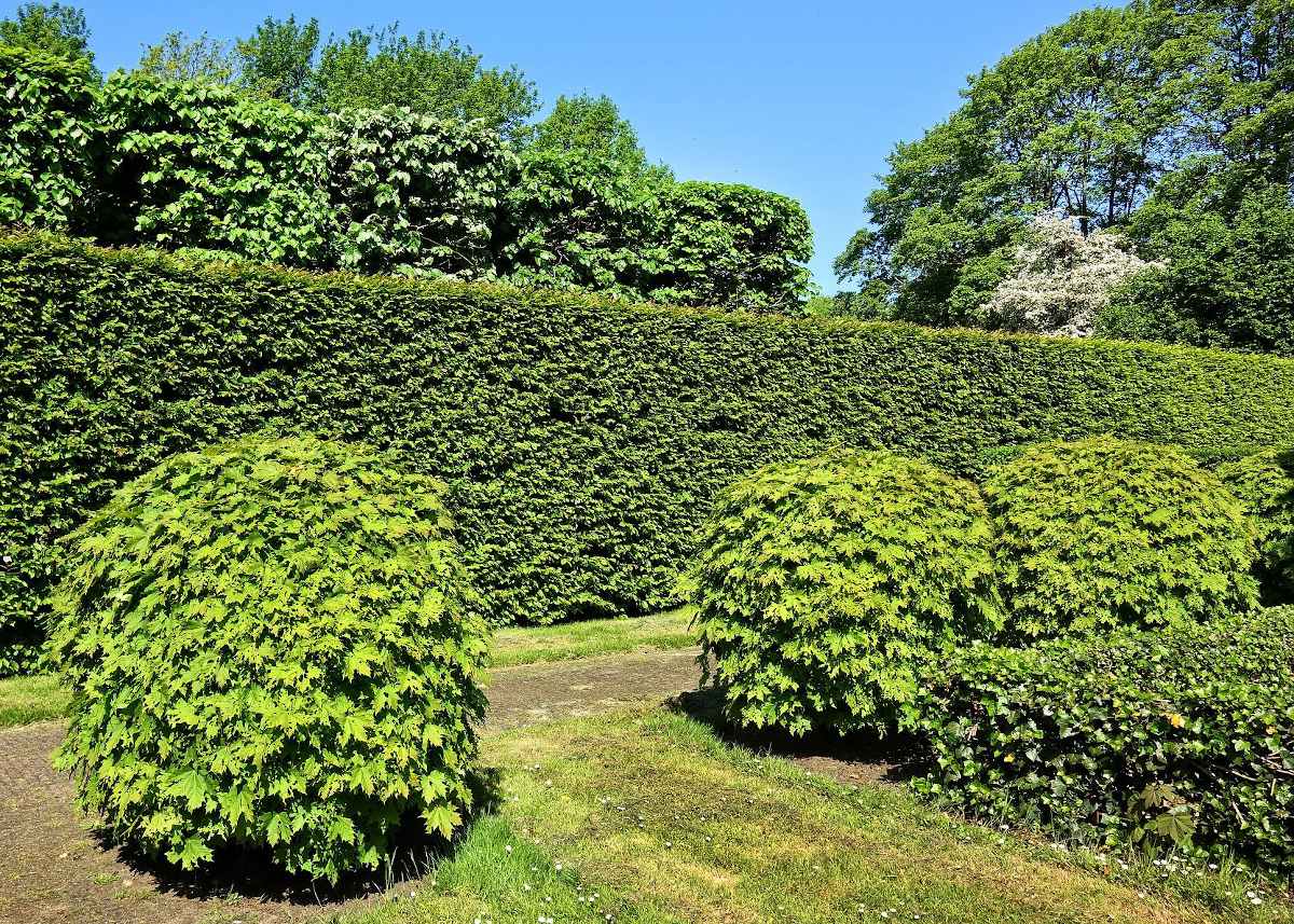 Groendaken & daktuinen à Jette